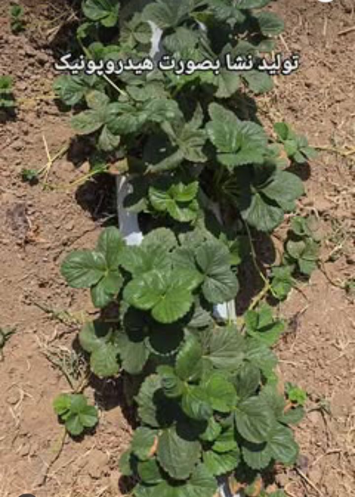 مشاوره تخصصی